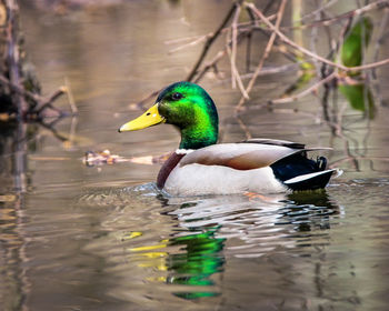 Ducks in water