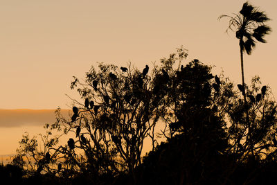 Low angle view of silhouette trees against sky at sunset