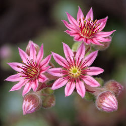 Close-up of pink flower blooming