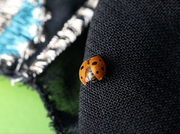 High angle view of ladybug