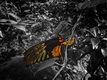 Close-up of butterfly pollinating flower