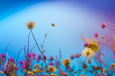 Low angle view of flowering plants against blue sky