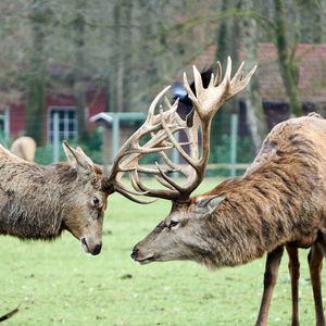 Deer in a field