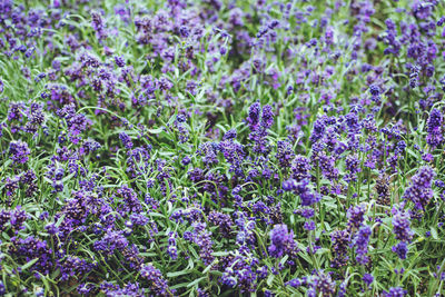 Many lavender in pots in flower shop. fresh lavender 
