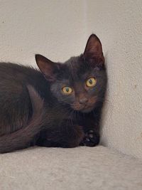 Portrait of cat sitting against wall