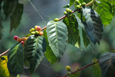 Low angle view of berries growing on tree