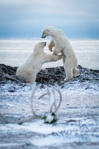 Two polar bears play fight by antlers