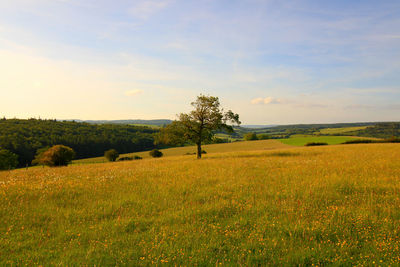 Scenic view of agricultural field against sky
