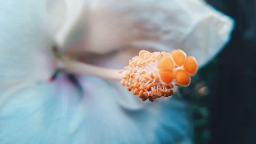 Close-up of flower blooming outdoors