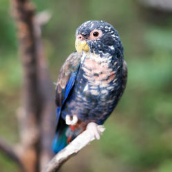 Close-up of bird perching on branch