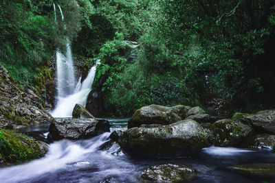 Scenic view of waterfall in forest