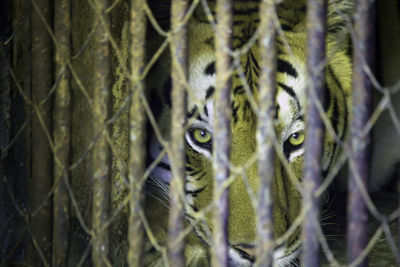 Close-up portrait of a tiger trapped in a cage