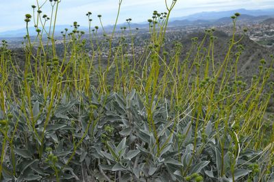 Close-up of plants growing on field against sea