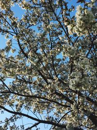 Low angle view of tree against sky