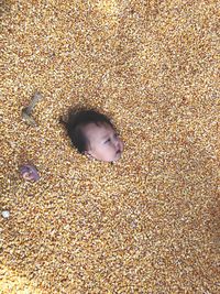 Cute baby girl amidst corn