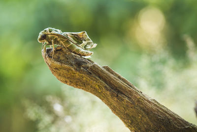 Close-up of lizard on tree trunk