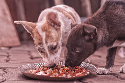 Close-up portrait of a dog eating food