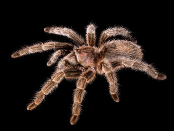 Close-up of spider on black background
