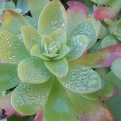 Close-up of water drops on leaf