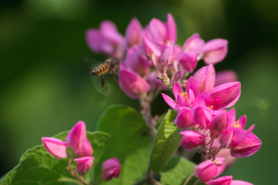 Close-up of pink flowering plant