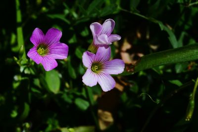 Close-up of pink flowering plant