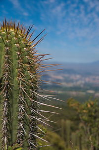 Close-up of plant against sky