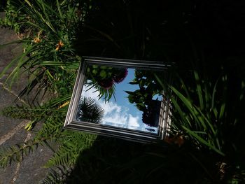 Reflection of trees on glass window