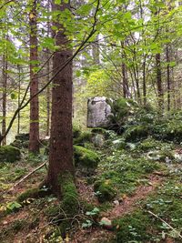 Trees in forest