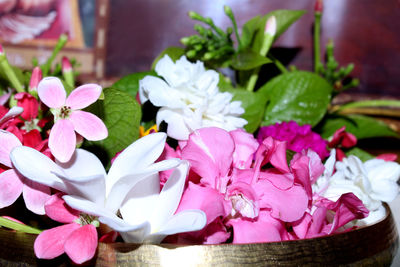 Close-up of pink flowering plant