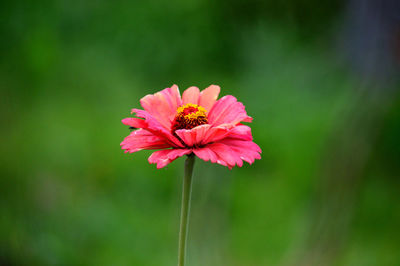 Close-up of pink flower blooming outdoors