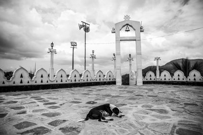 View of a dog against the sky