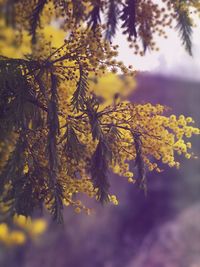 Close-up of flower tree