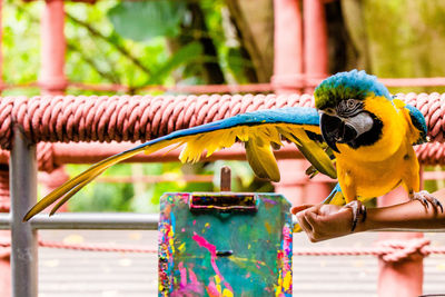 Close-up of parrot perching on metal