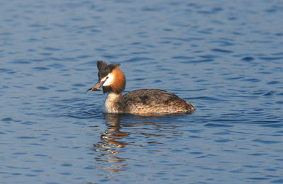 Duck swimming in lake