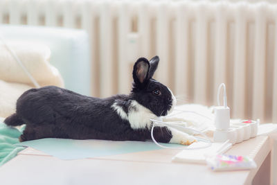Close-up of rabbit on table
