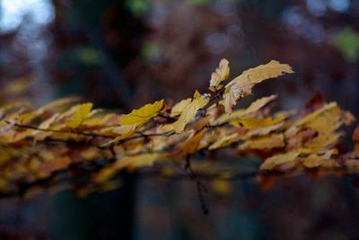 Close-up of dry leaves