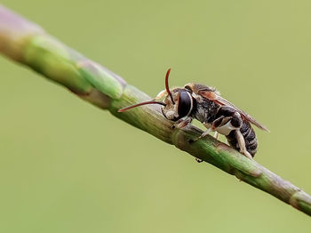 Close-up of insect