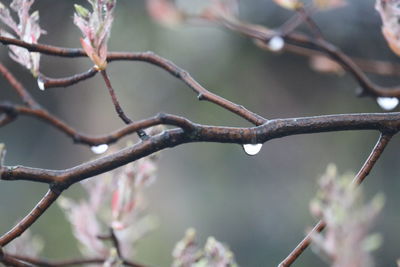 Close-up of raindrop on twig