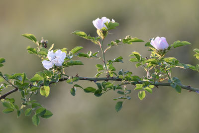 Close-up of purple flowering plant