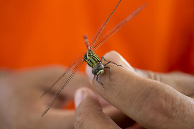 Close-up of hand holding insect