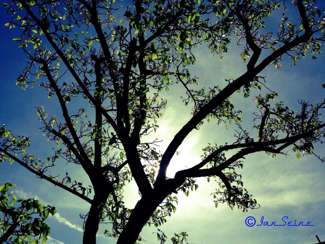 tree, low angle view, branch, sky, growth, nature, beauty in nature, silhouette, tranquility, blue, scenics, outdoors, sunlight, no people, tree trunk, leaf, tranquil scene, day, cloud, cloud - sky