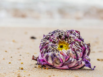 Close-up of purple flower on beach