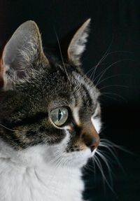 Close-up of a cat looking away