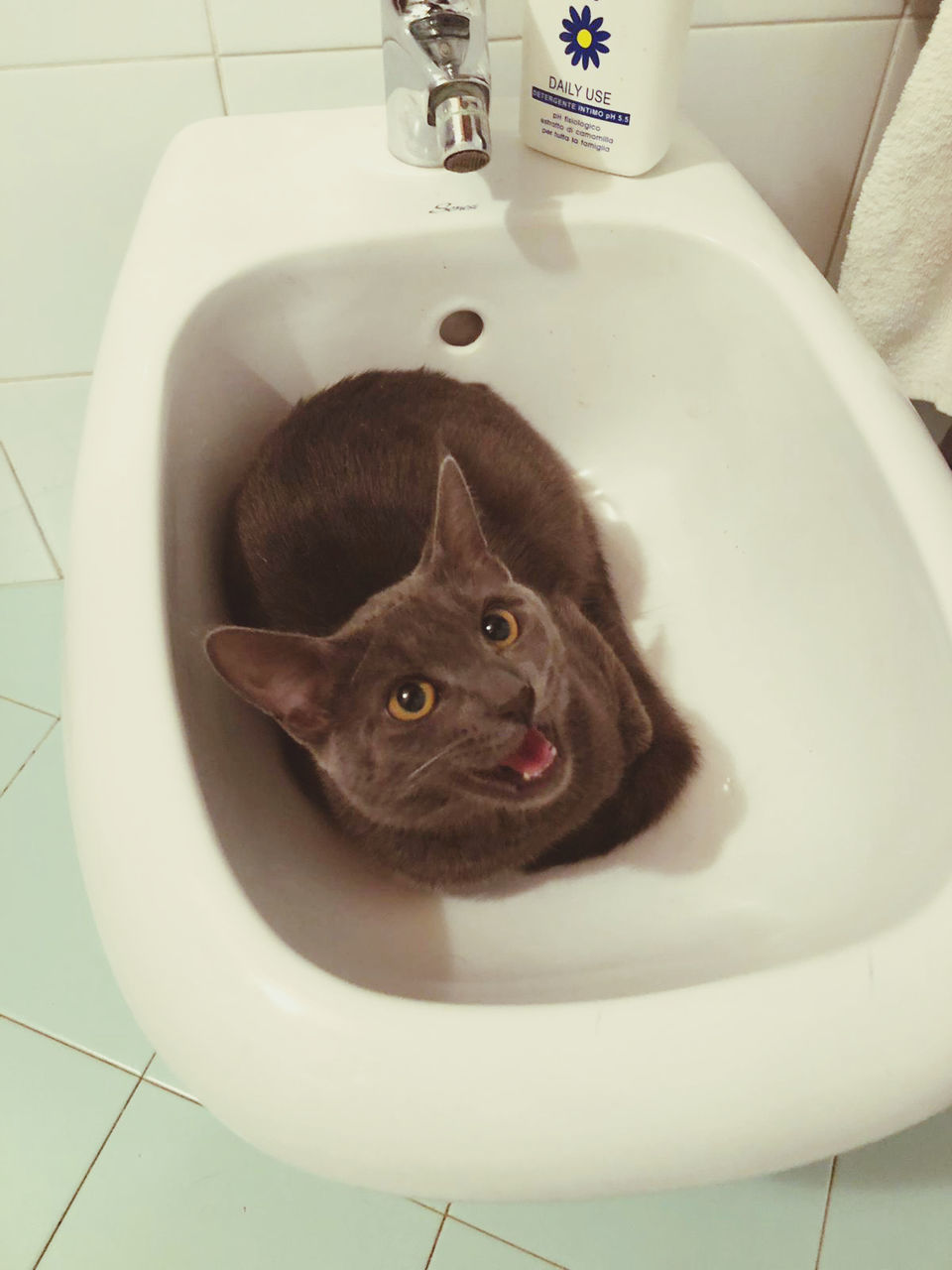 PORTRAIT OF CAT IN BATHTUB