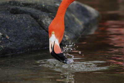 Close-up of bird drinking water
