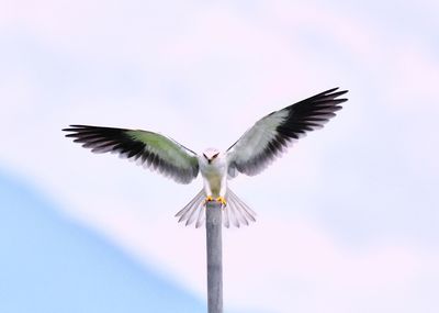 Low angle view of bird flying against sky