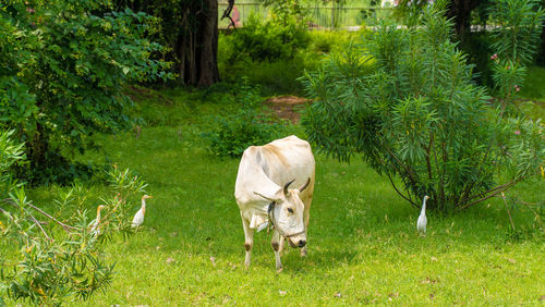 View of a horse on field