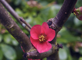 Close-up of pink flower on branch