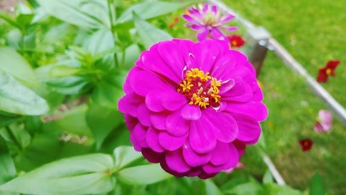 Close-up of honey bee on pink flowering plant