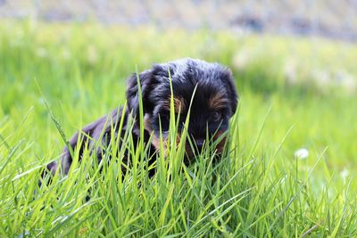 Close-up of a dog on field